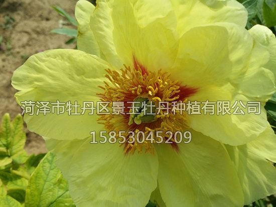 黃金時(shí)代1.jpg